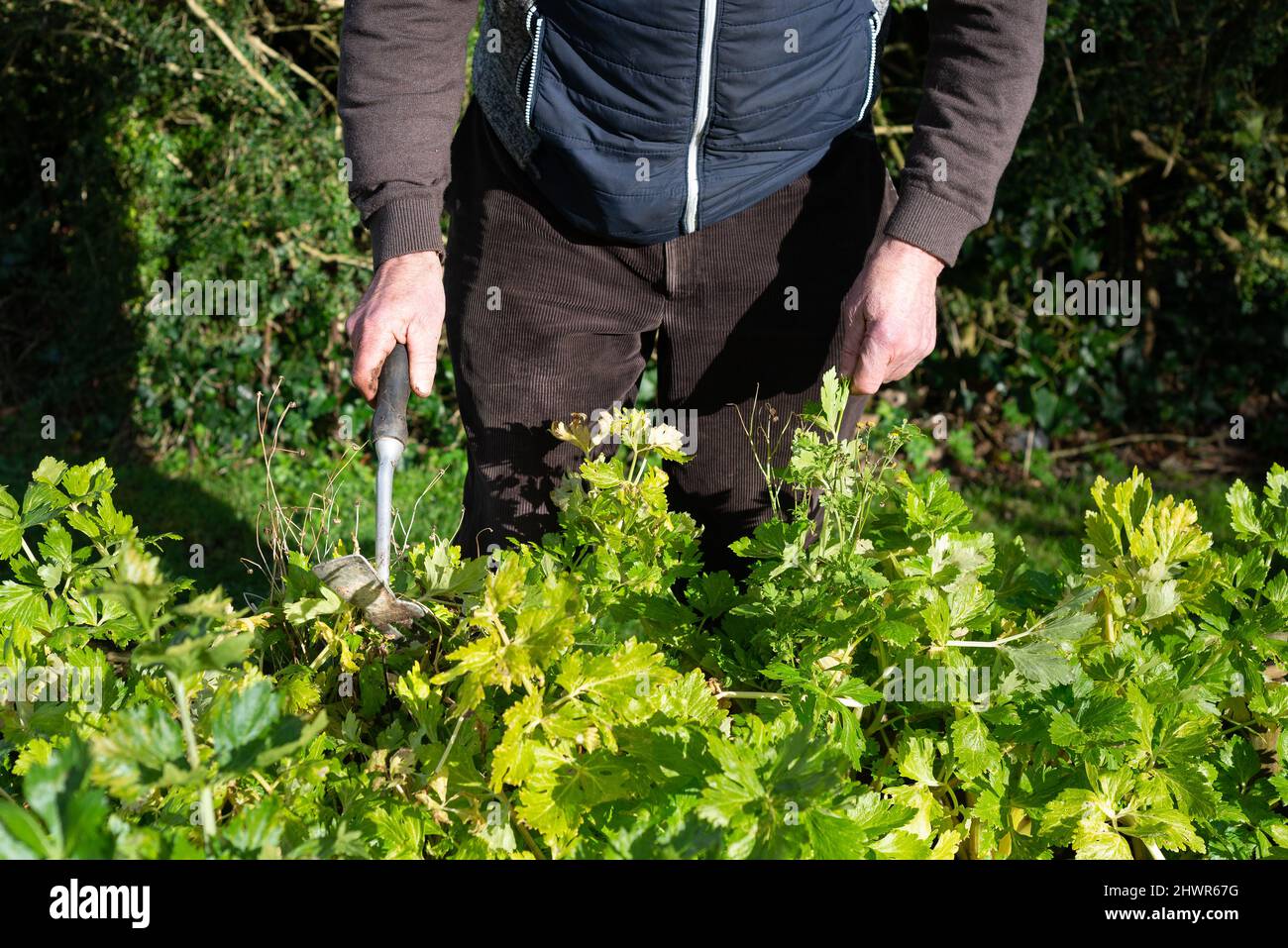 Leitender Gentleman Gärtner verwendet Hand im Garten Werkzeug, um die Ernte von Gemüse im Garten wachsen neigen. Stockfoto