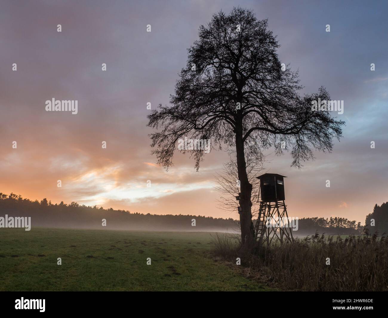 Silhouette des Jagdturms, der bei nebliger Dämmerung unter einem einzelnen Baum steht Stockfoto