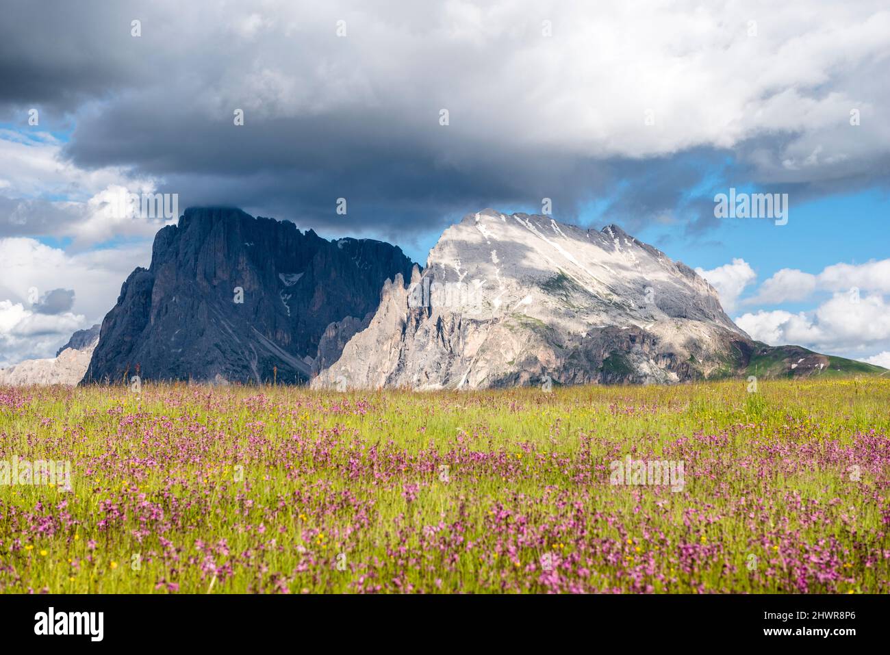 Italien, Südtirol, Wolken über Wildblumen blühen auf einer alpinen Wiese mit Langkofel- und Plattkofel-Bergen im Hintergrund Stockfoto