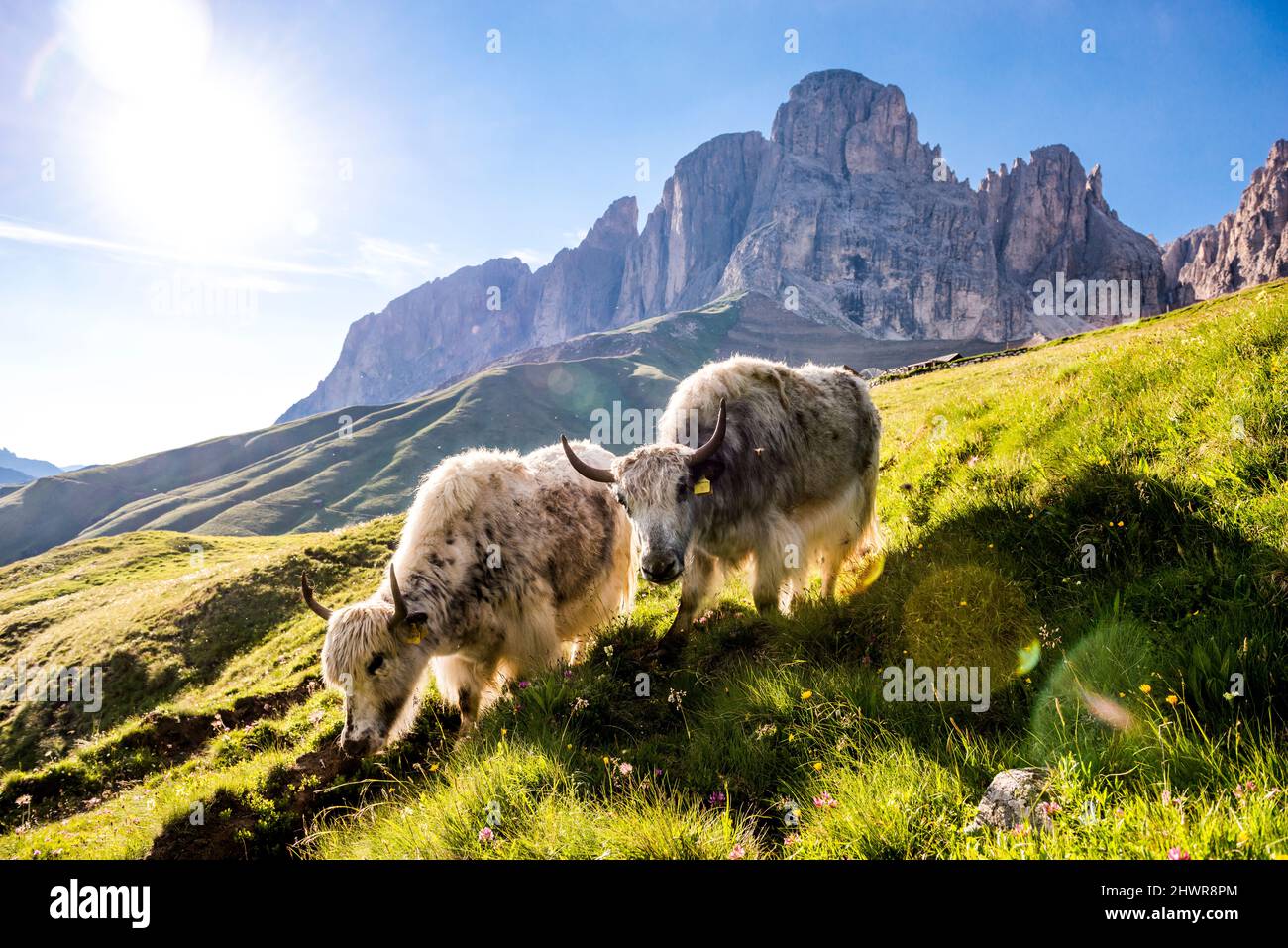 Italien, Südtirol, Sommersonne über zwei Yaks grasen auf einer Almwiese mit Langkofel- und Plattkofel-Bergen im Hintergrund Stockfoto