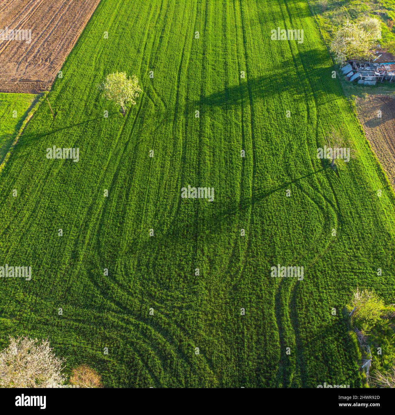 Drohnenansicht des grünen Feldes, das von Reifenspuren bedeckt ist Stockfoto