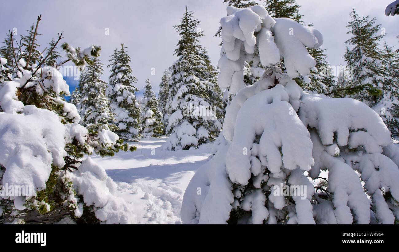 Kiefernwald, Wintersaison. Schneebedeckter Wald an sonnigen Tagen. Winterlandschaften. Blauer Himmel, weißer Schnee und grüner Kiefernwald. Stockfoto