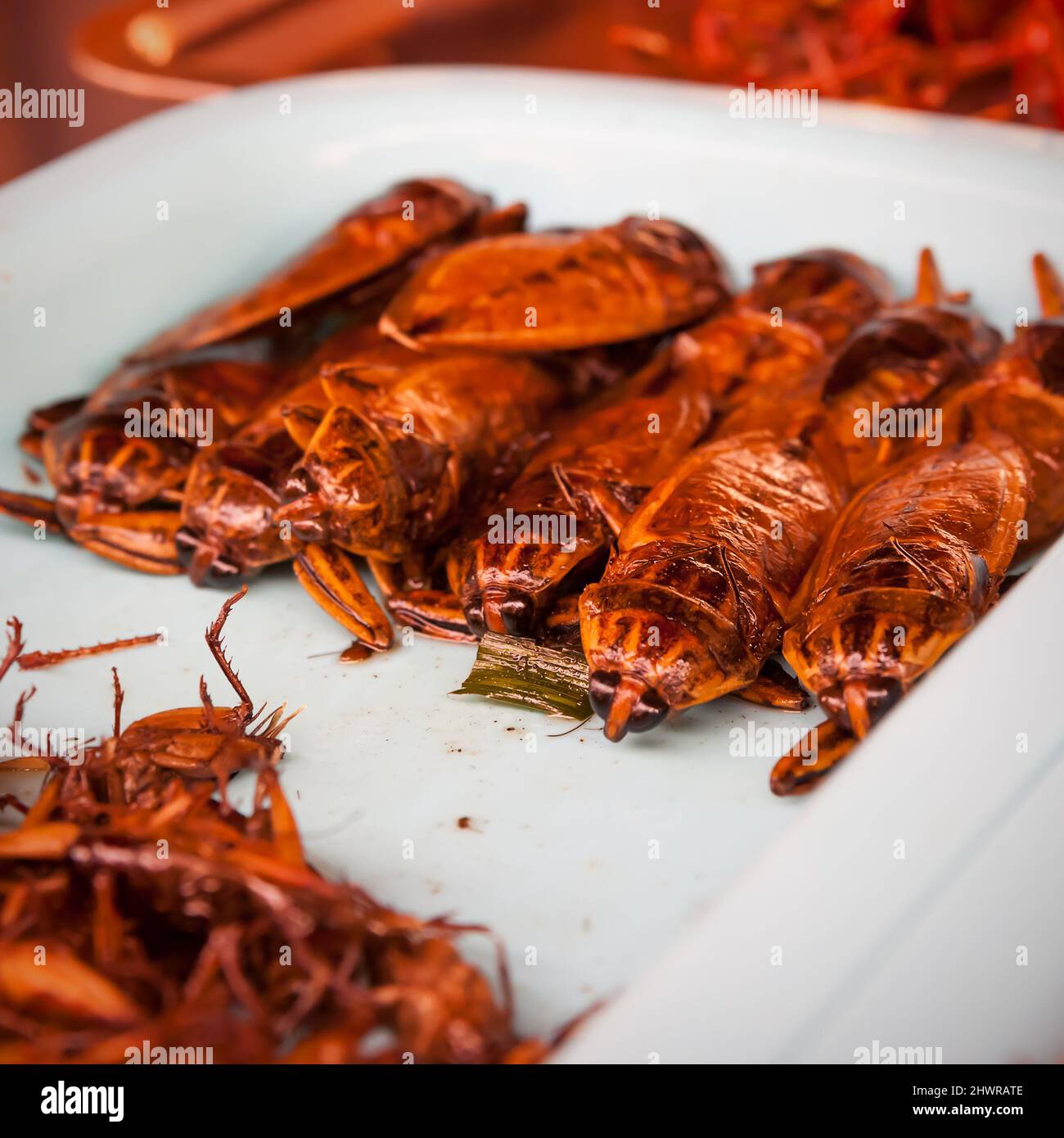 Gebratene Insekten auf dem Teller, Thailand. Asiatische Snacks und Steet Food. Flacher Freiheitsgrad! Stockfoto