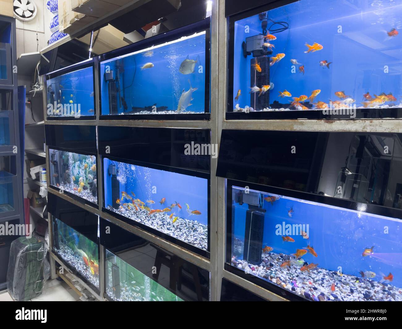 Blick auf viele verschiedene Aquarien, die sowohl Süß- als auch Salzwasserfische in einem Tierladen verkaufen. Stockfoto