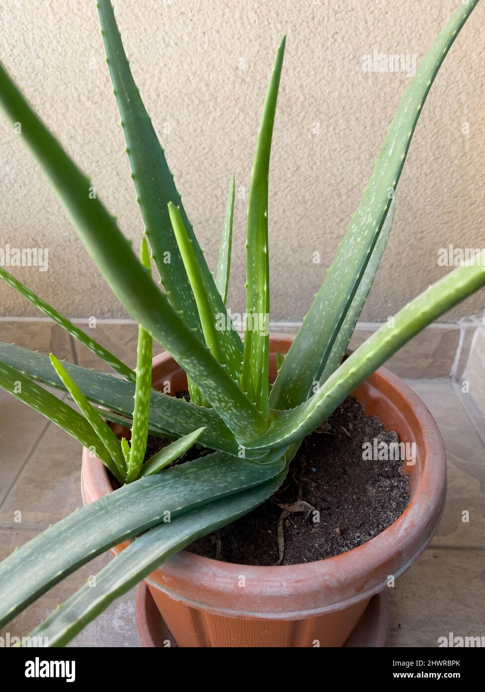 Draufsicht auf eine gesunde und wachsende Aloe Vera in einem Blumentopf im  Garten Stockfotografie - Alamy