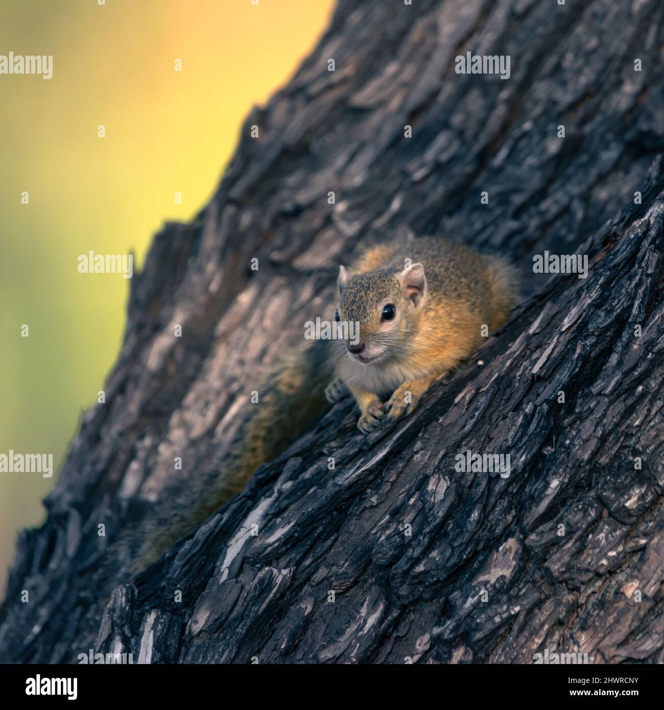 Eichhörnchen ruht auf einem Baum im kruger Park Stockfoto