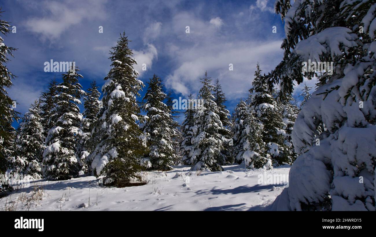 Kiefernwald, Wintersaison. Schneebedeckter Wald an sonnigen Tagen. Winterlandschaften. Blauer Himmel, weißer Schnee und grüner Kiefernwald. Stockfoto