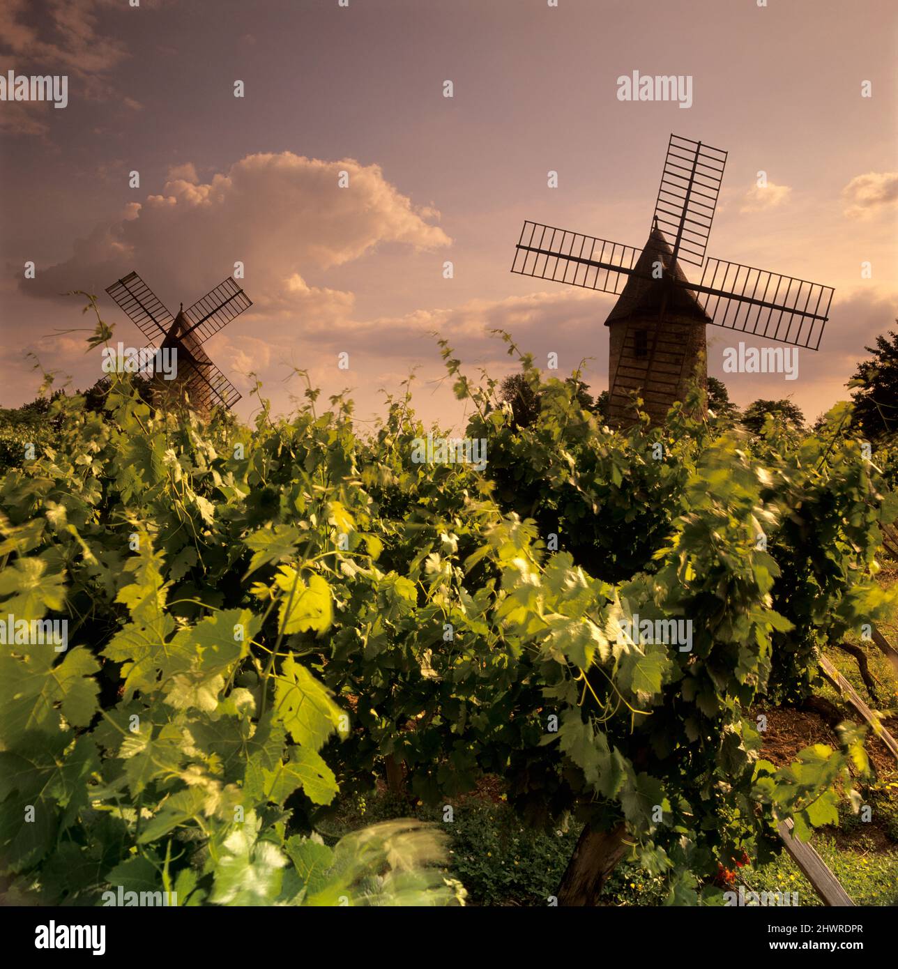 Windmühlen von Calon im Weinberg, Montagne, in der Nähe von Saint-Emilion, Nouvelle-Aquitaine, Frankreich, Europa Stockfoto