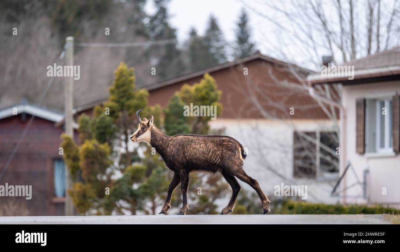 Gämsen in der Stadt. Eine Rupicapra rupicapra, die in der Schweiz auf der Straße läuft. Entwaldung und Umweltschutz Konzept. Stockfoto