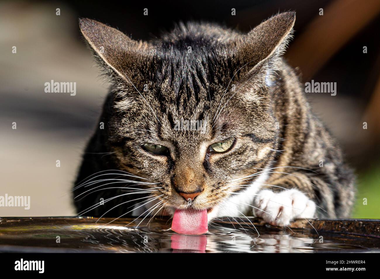 Eine Hauskatze, die aus einem Vogelbad Wasser klatscht Stockfoto
