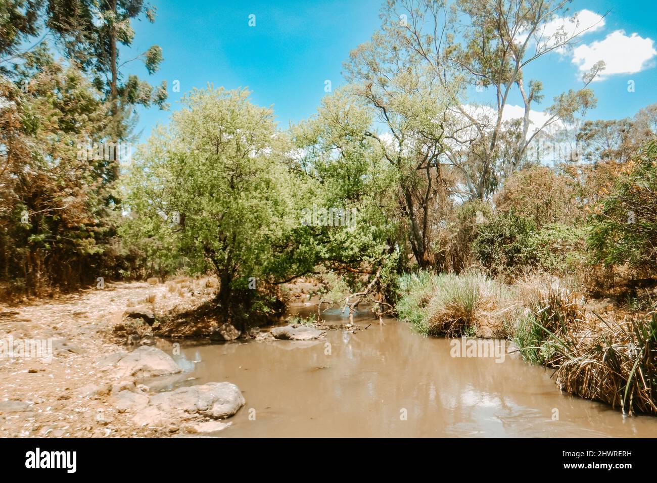 Bäume, die am Ufer des Flusses Ewaso Ngiro in Kenia wachsen Stockfoto