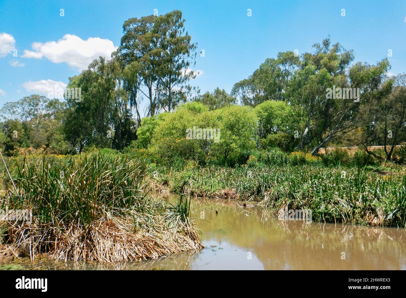 Bäume, die am Ufer des Flusses Ewaso Ngiro in Kenia wachsen Stockfoto