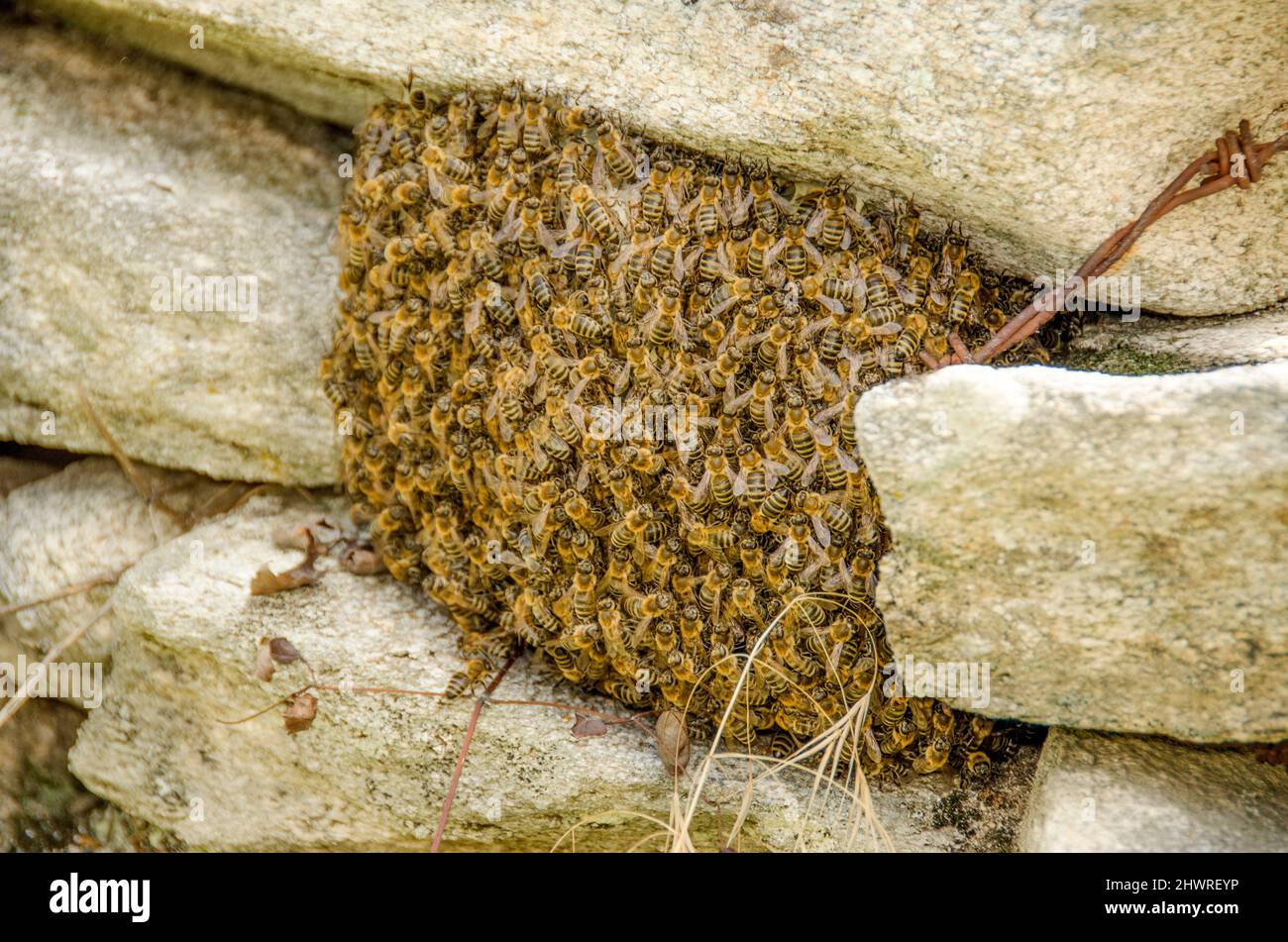Schwarm von Honigbienen – schwärmt Stockfoto