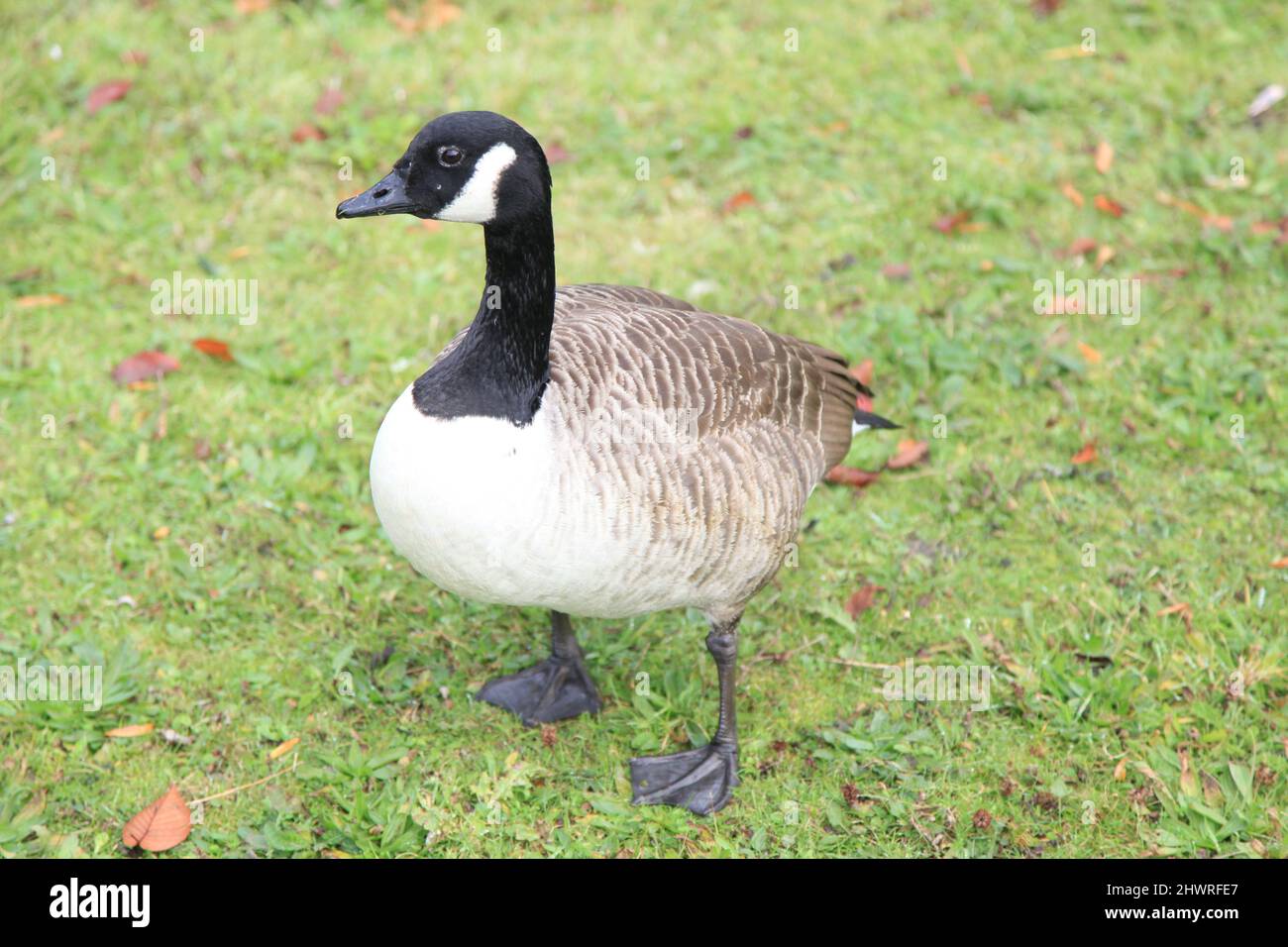 Schwarz-weiße Gans im Londoner Regent Park Stockfoto