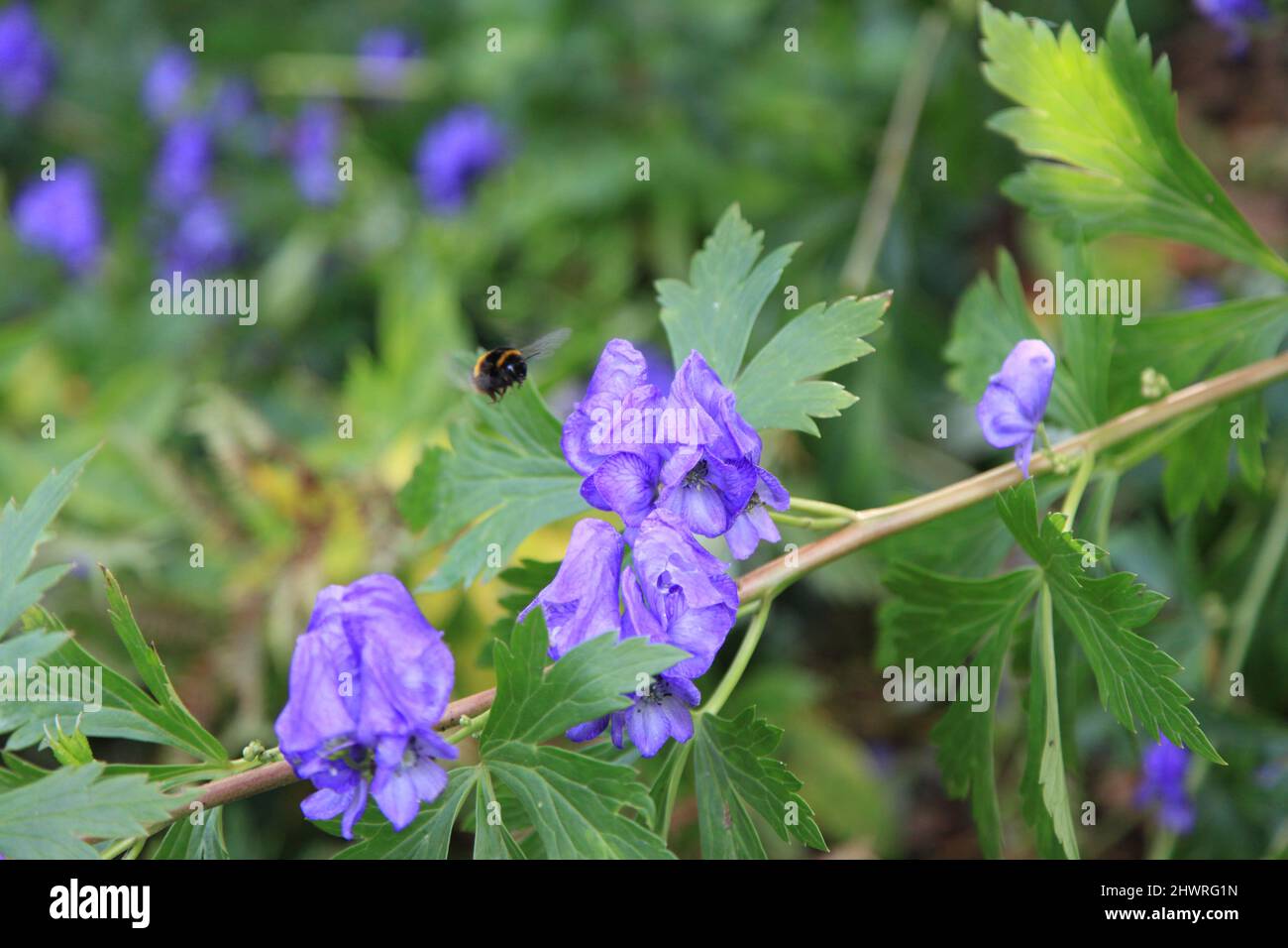 Hummel füttert eine lila Blume im Londoner Regent's Park Stockfoto