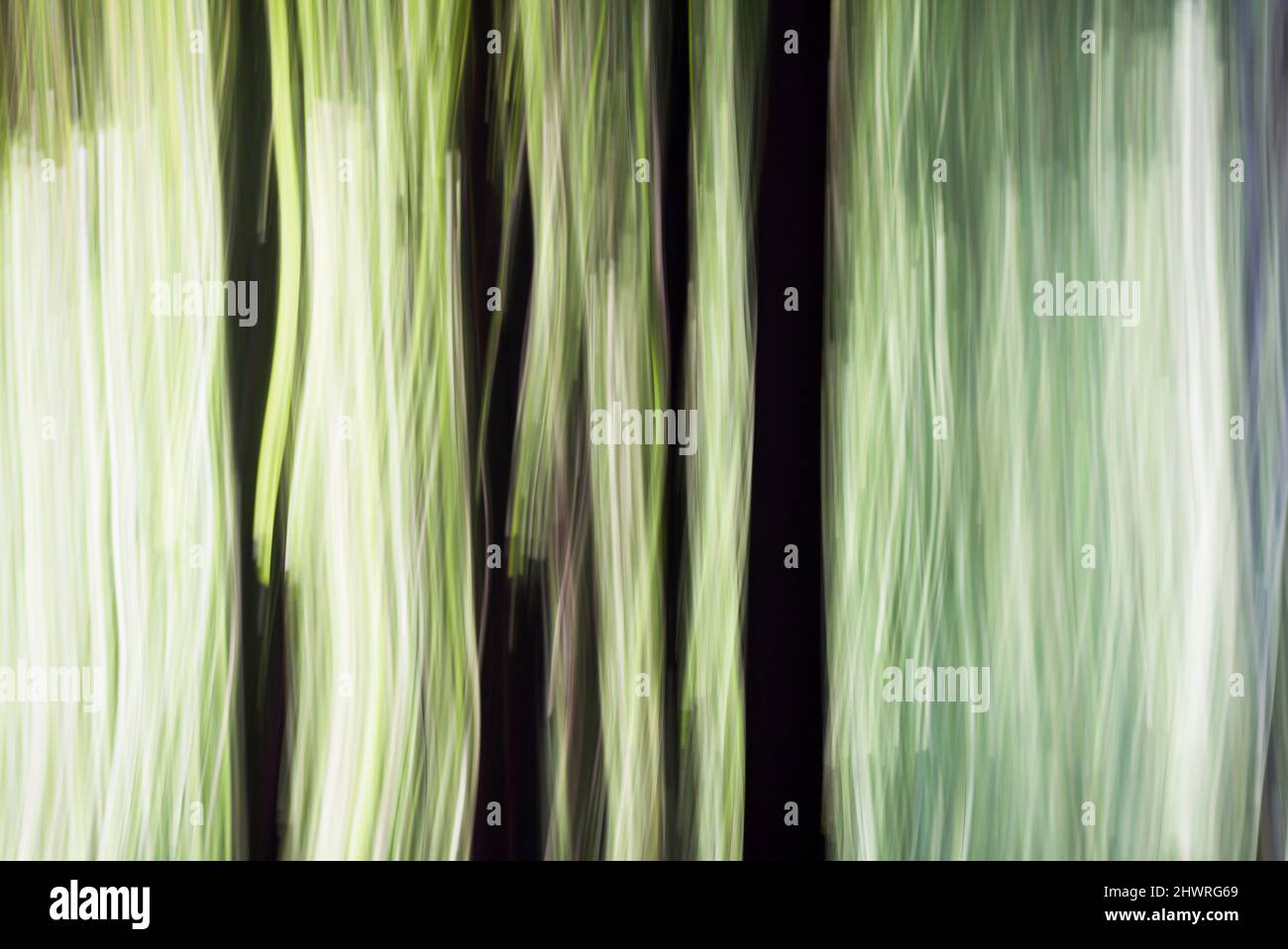 Magie und Märchenwald. Verschwommene, unscharfe Bäume - abstrakte symbolische Fotografie für Natur und Umwelt, horizontales Bild Stockfoto