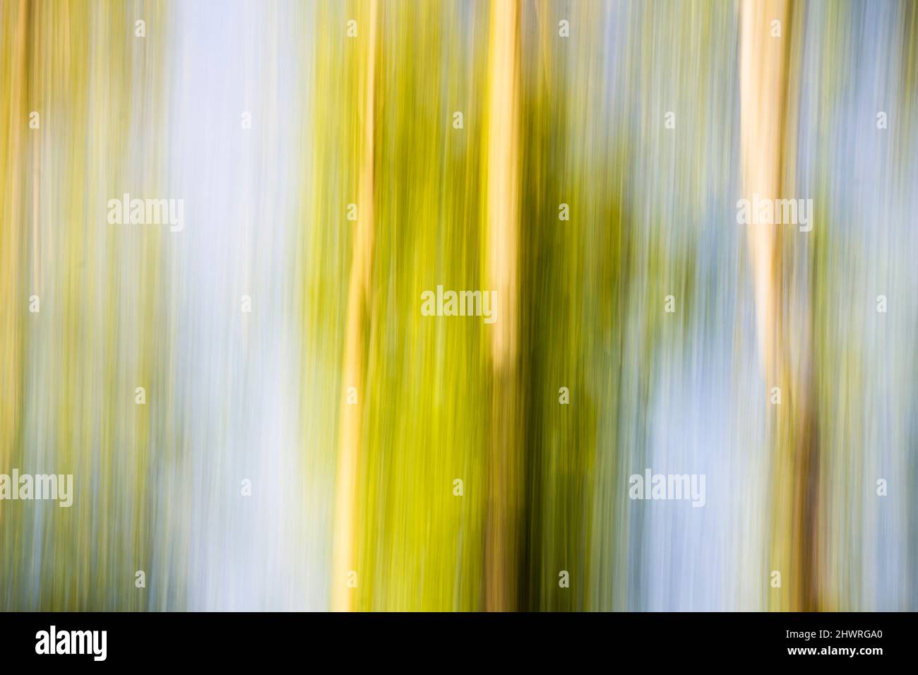 Magie und Märchenwald. Verschwommene Bäume wie in Bewegung - abstrakte symbolische Fotografie für Natur und Umwelt, horizontales Bild Stockfoto