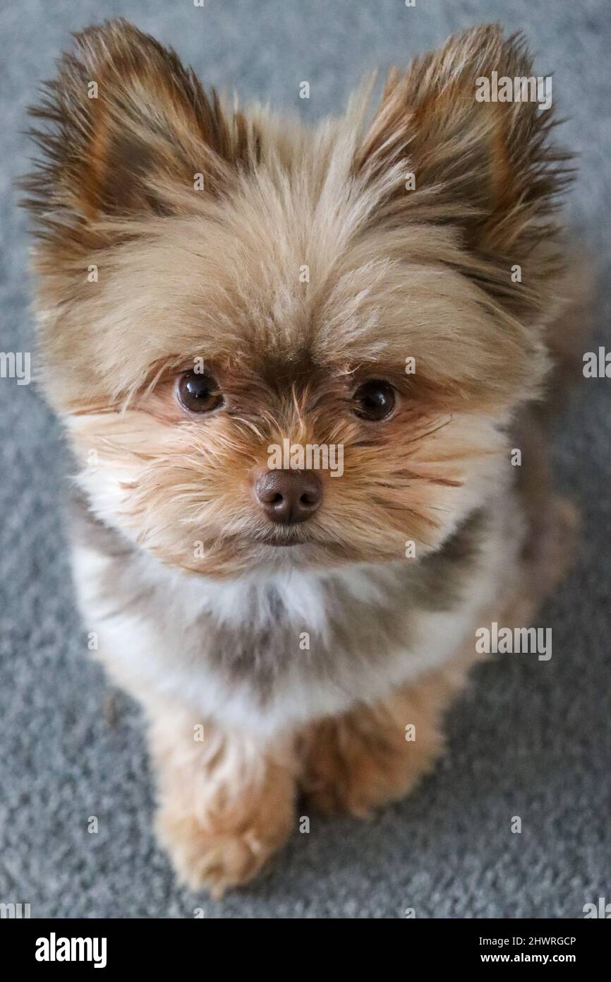 Kleine süße Schokolade farbige flauschige Welpen Hund Stockfotografie -  Alamy