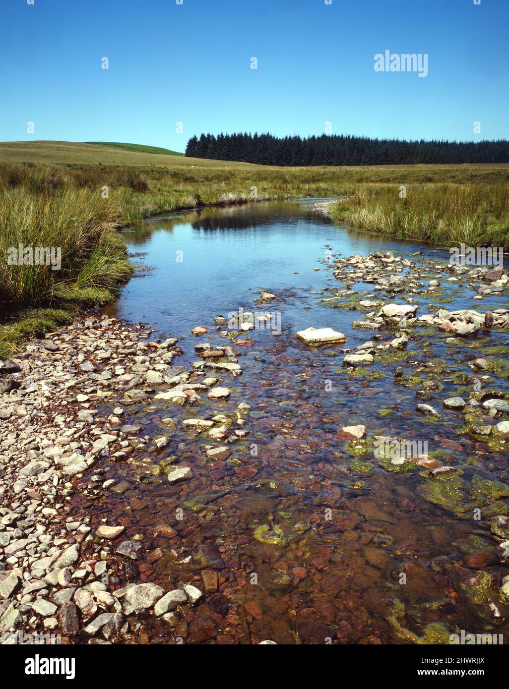 Klare saubere Bergbach Afon Senni mit Felsen in Wasser blauen Himmel Wald im Hintergrund kopieren Raum Gras Hochformat Heol Senni Powys Wales Großbritannien Stockfoto