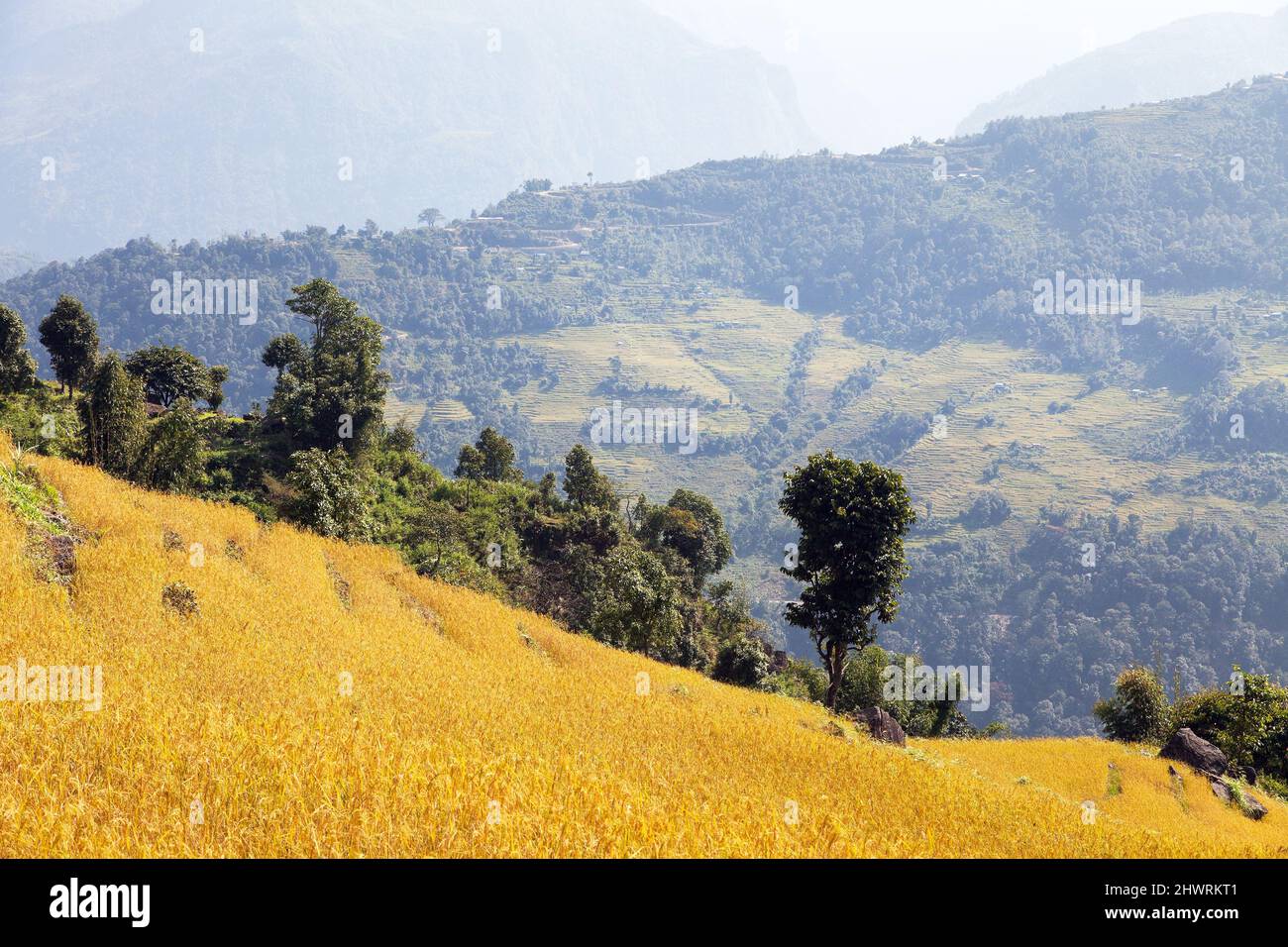 goldene Reisterrassen oder Reisfelder in den Himalaya-Bergen Nepals Stockfoto