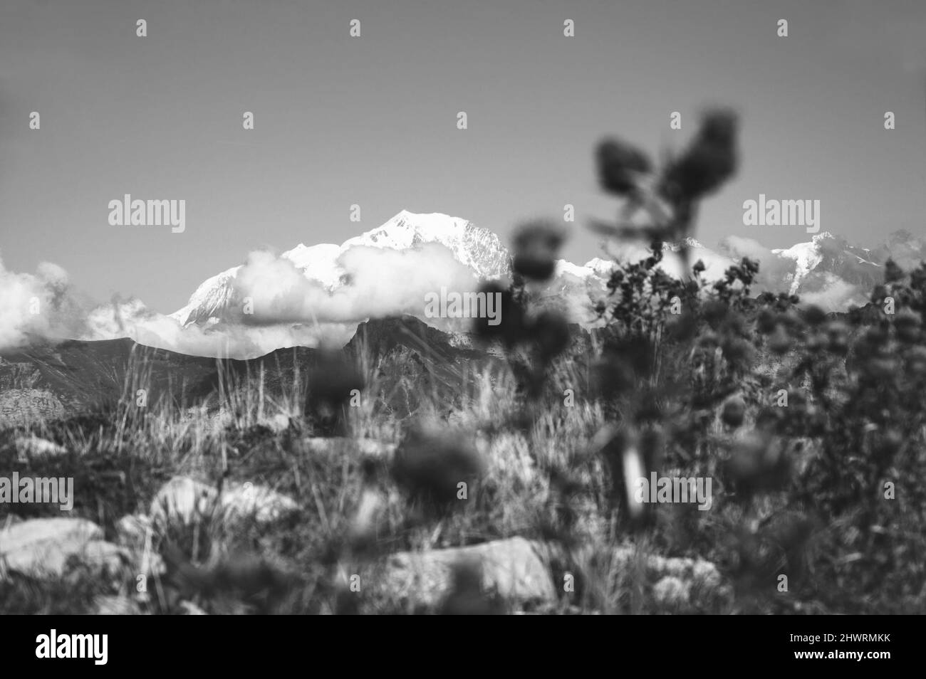 Mont Blanc Berg im Sommer mit Schnee bedeckt. Blick von Crt de Chatillon, Frankreich. Selektiver Fokus auf Berge. Verschwommene Thistle-Blüten Stockfoto