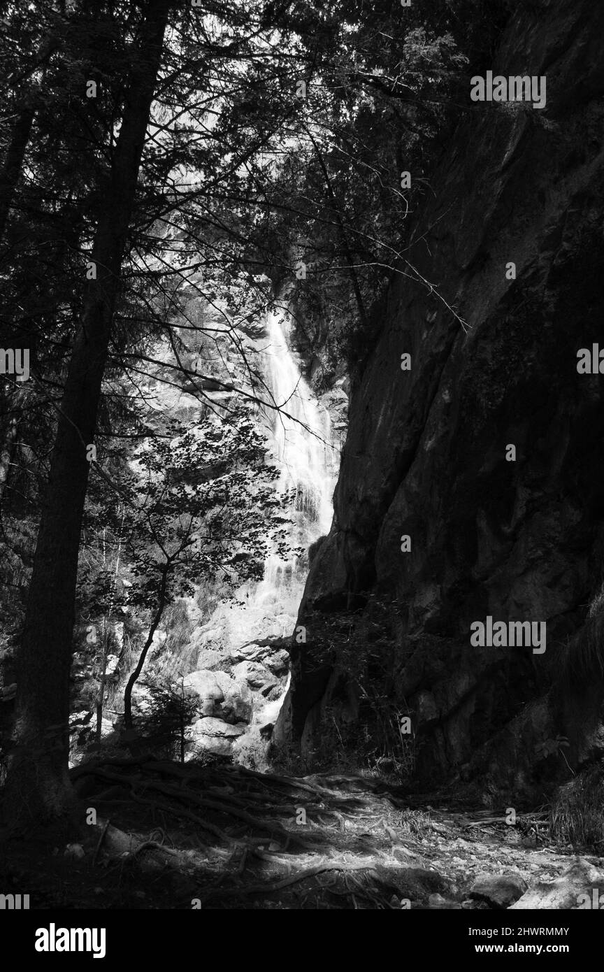 Wasserfall in den Tiefen eines Waldes. Annecy Seengebiet (Haute-Savoie, Frankreich). Kontrast zwischen hellen und dunklen Schatten. Schwarzweiß-Foto. Stockfoto