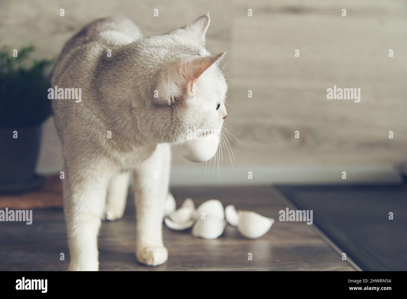 Lustige weiße britische Katze stiehlt Eierschalen aus der Küche. Selektiver Fokus. Stockfoto