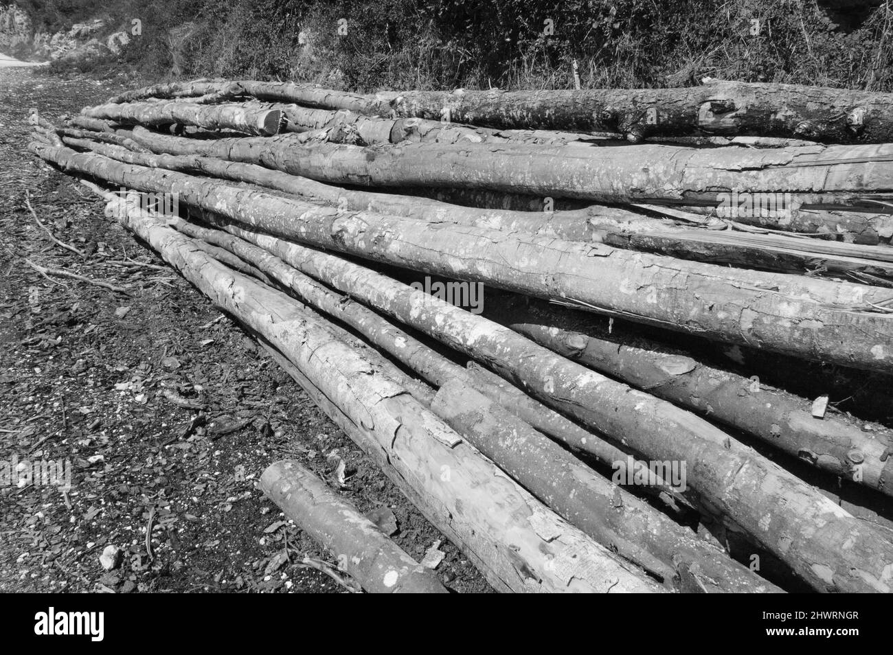 Stapel von gesägten Stämmen auf dem Boden mit Holzspänen bedeckt. Sägewerk im Wald. Historisches Foto in Schwarzweiß. Stockfoto