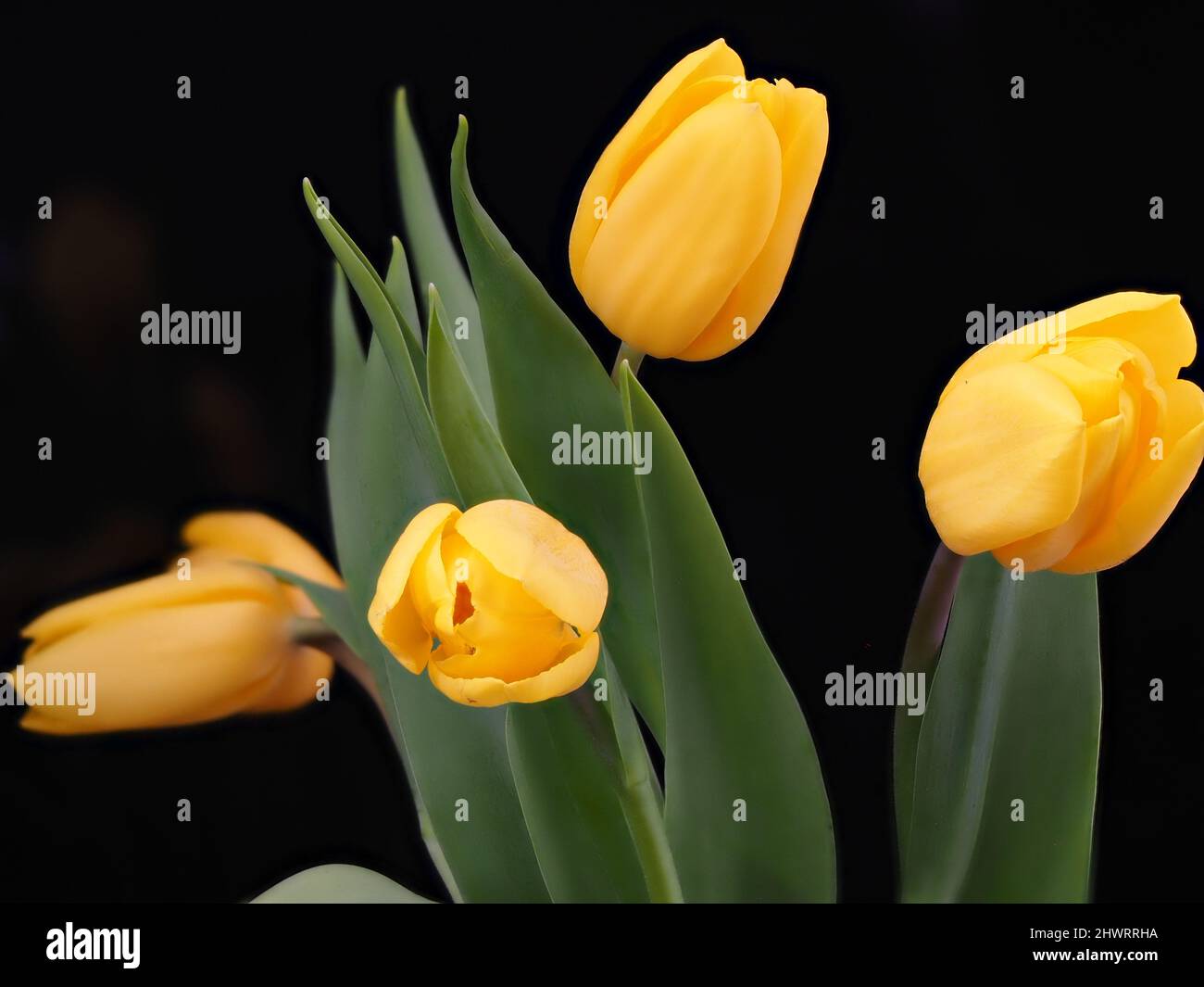 Gelbe Tulpen auf schwarzem Hintergrund. Bouquet von gelben Blumen. März 8. Gelb auf Schwarz Stockfoto