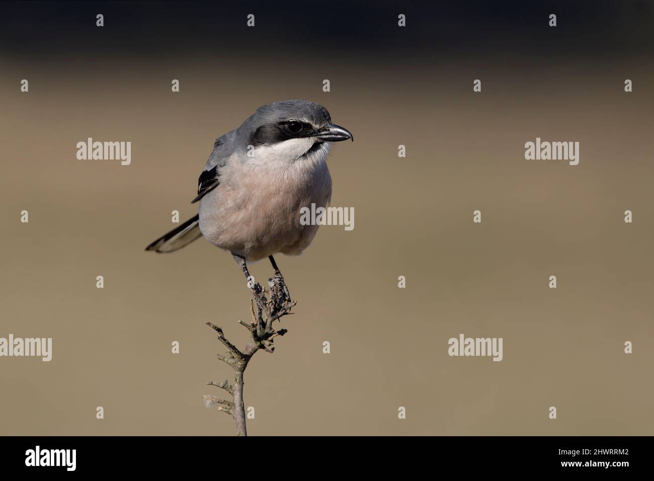 Südliche große Würge, Calera y Chozas, Spanien, April 2017 Stockfoto