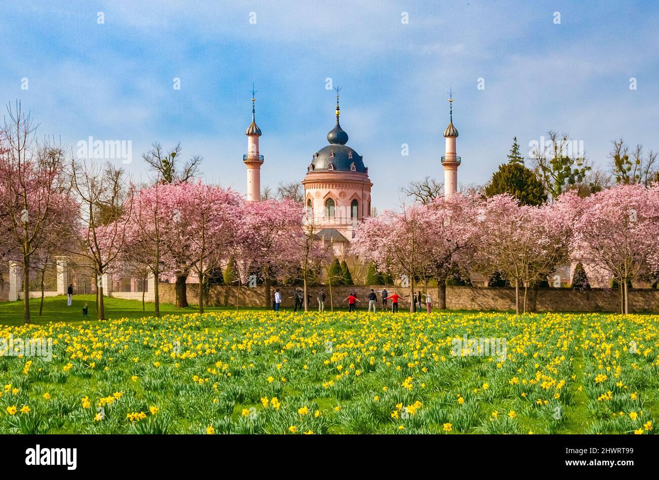 Schöner Blick auf eine Reihe blühender japanischer Zierkirschbäume (Prunus serrulata) und ein Feld von gelben wilden Narzissen (Narcissus pseudonarcissus)... Stockfoto