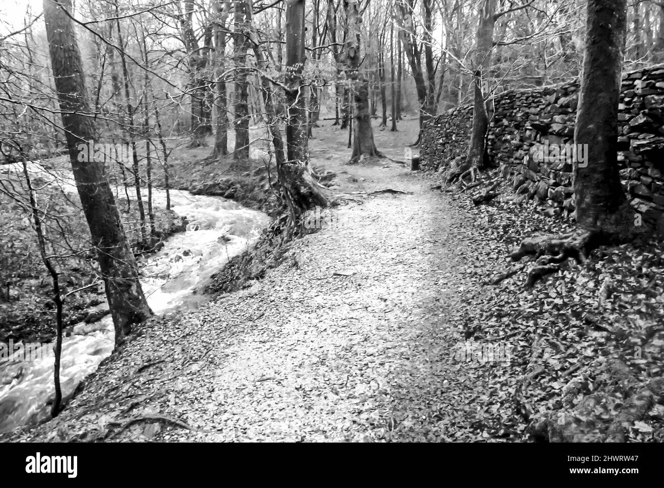 Der Sheppard’s Trail, ein kleiner Wanderweg, der durch einen Wald entlang des Mill Beck Stream im Lake District führt, England in Black and White Stockfoto