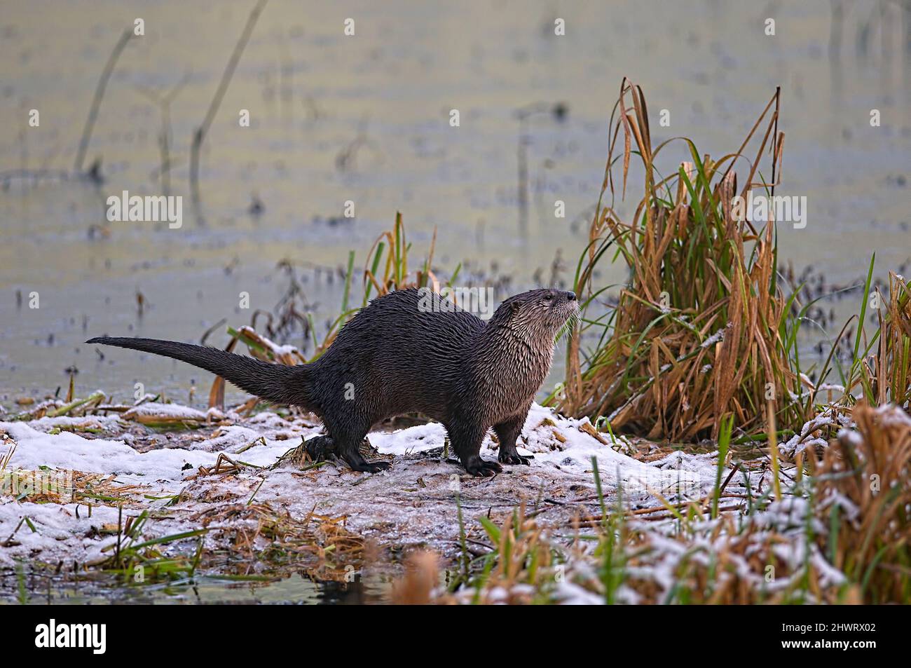 North American River Otter im Schnee am Flussufer (Lontra canadensis). Stockfoto
