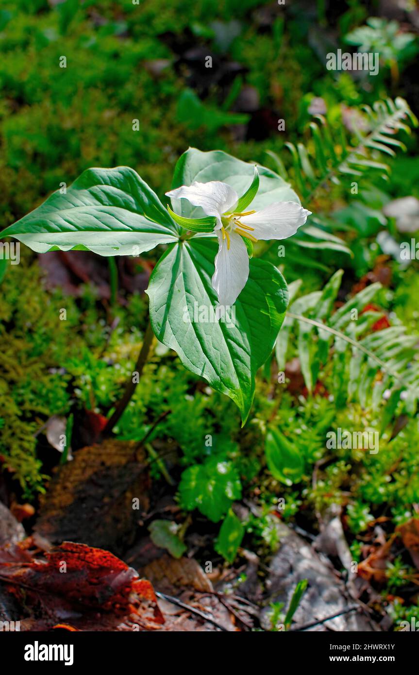 Weißes Trillium, das im Wald blüht (Trillium grandiflorum). Stockfoto