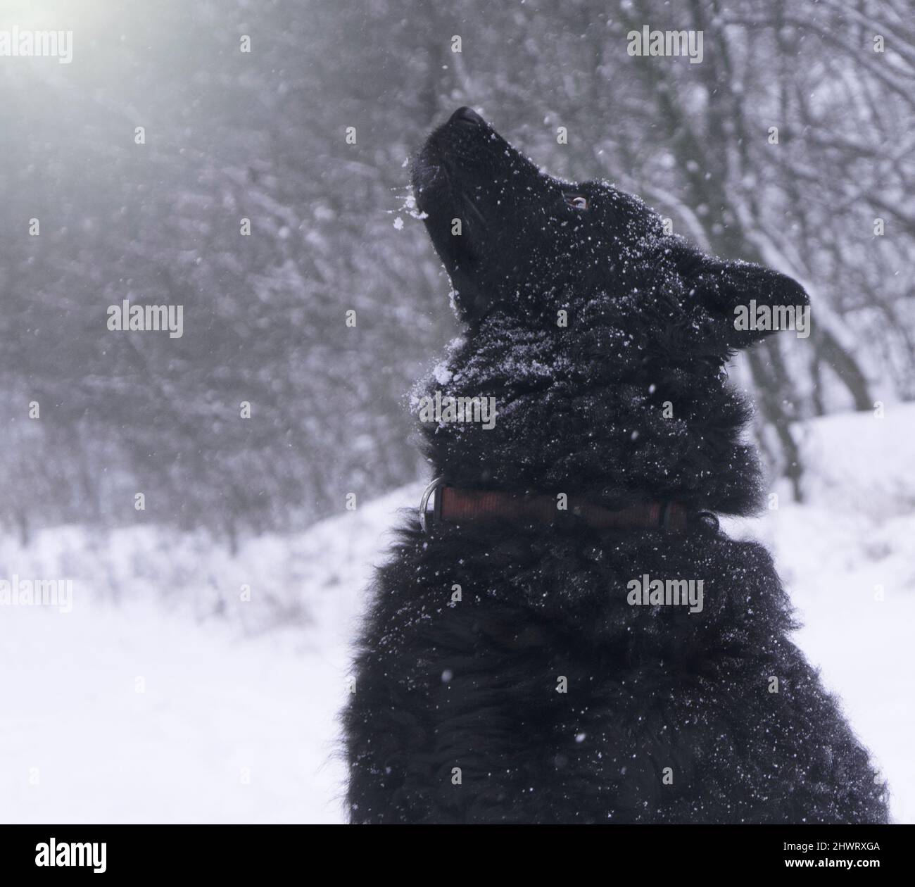 Bogi. Sie ist eine ungarische Rasse. Stockfoto
