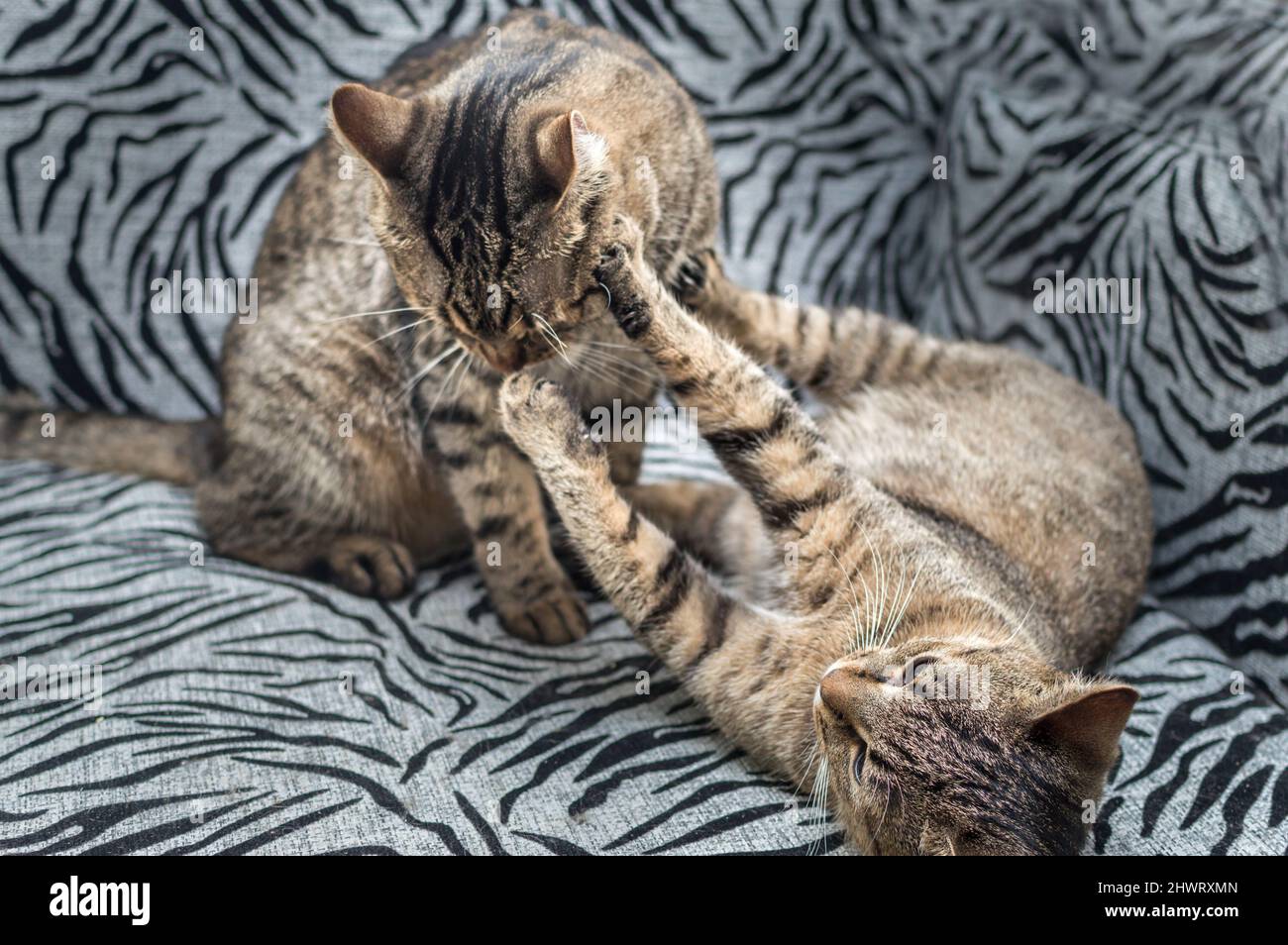 Zwei Katzen spielen zusammen Porträt Stockfoto