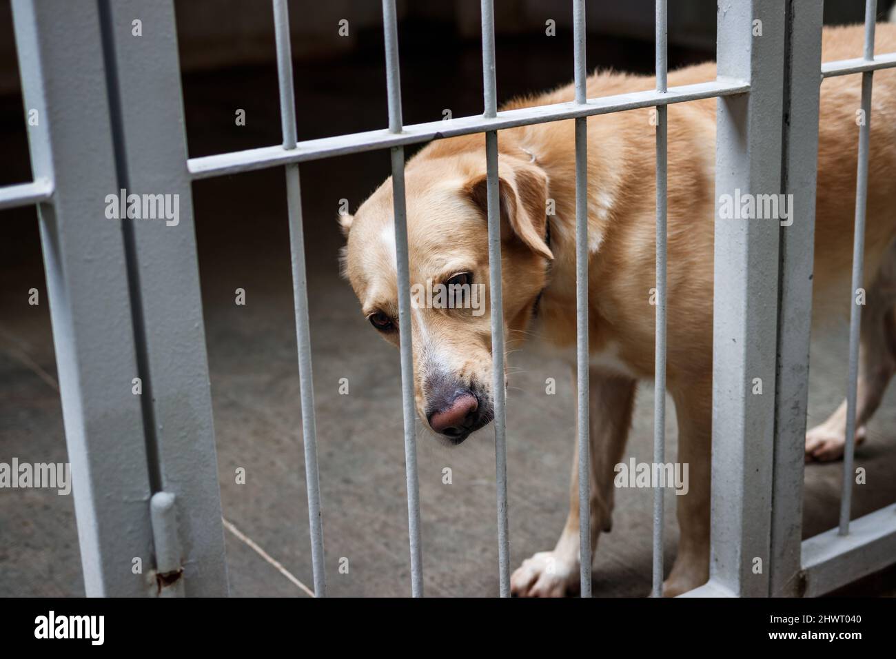 Trauriger verlassene Hund im Tierheim. PET-Adoptionskonzept. Streunende Tier in Hund Pfund Stockfoto