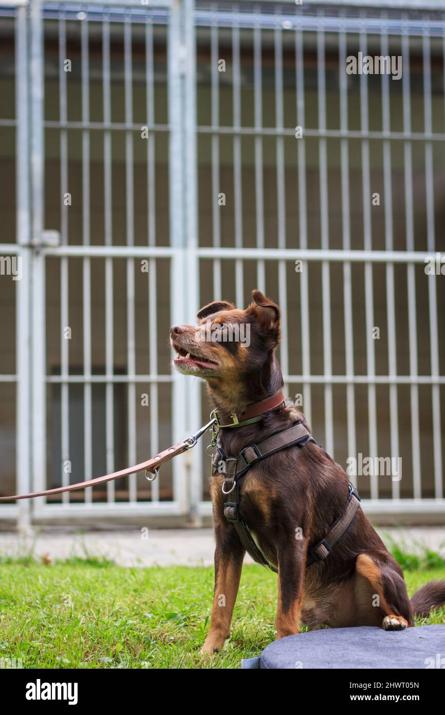 PET Adoption von Hund Pfund. Mischlingshund aus Tierheim angenommen Stockfoto