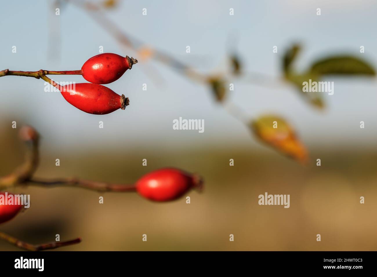 Rote Hagebutte in der Natur. Reife Bio-Beerenfrüchte Stockfoto