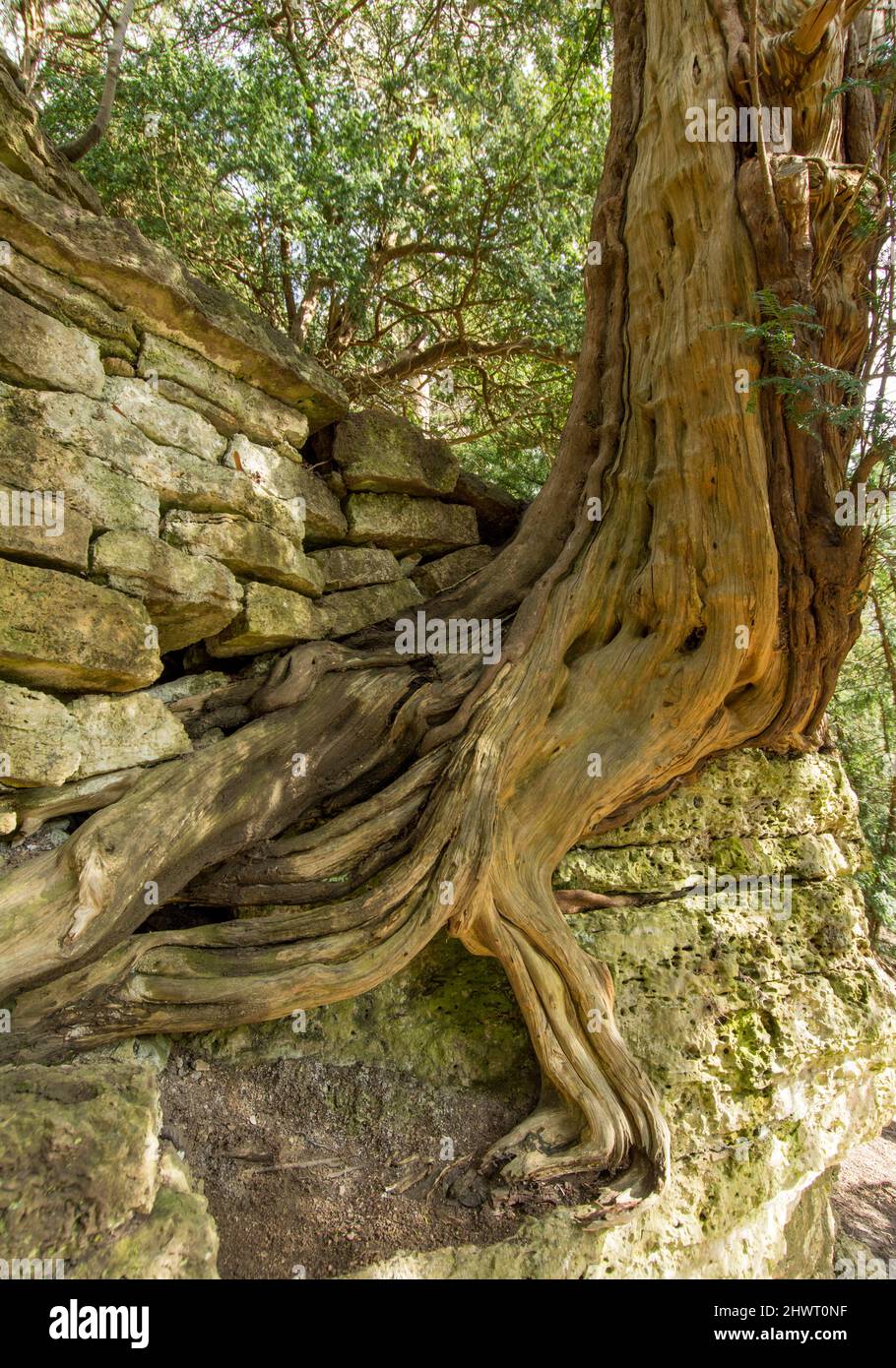 Natur findet einen Weg Stockfoto