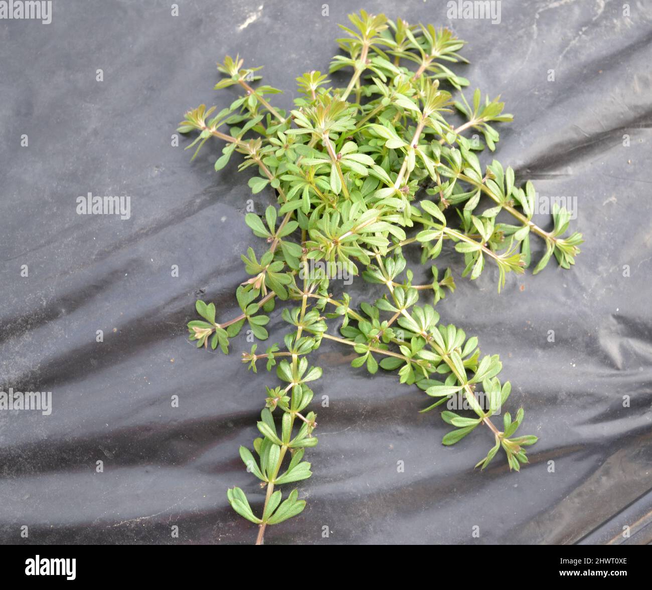 Galium aparine, mit gebräuchlichen Namen, darunter Cleavers, Clivers, Catchweed und Sticky willy Stockfoto