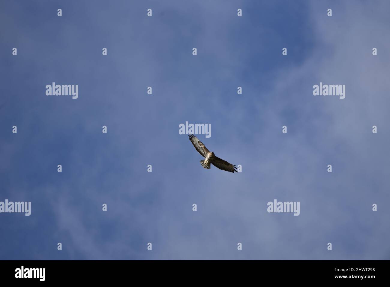 Im März steigt der gemeine Buteo (Buteo buteo) gegen einen blauen Himmel mit gespreizten Flügeln und Beinen in Mid-Wales, Großbritannien, nach oben Stockfoto