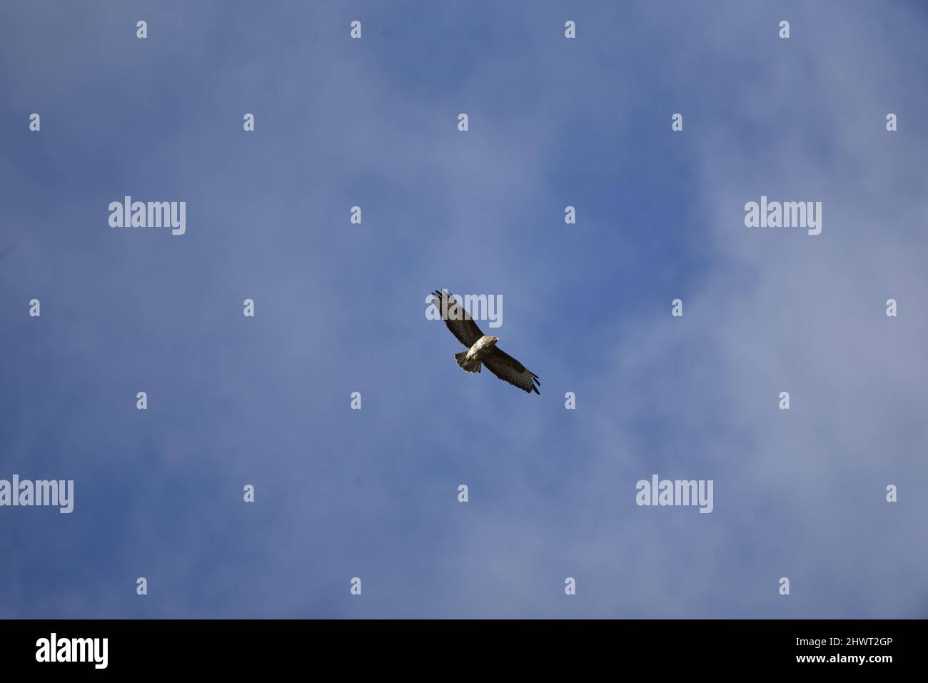Gemeiner Bussard (Buteo buteo) fliegt im Frühling von links nach rechts gegen einen blauen Himmel mit Fair Weather Cloud an einem sonnigen Tag in Mid-Wales, Großbritannien Stockfoto