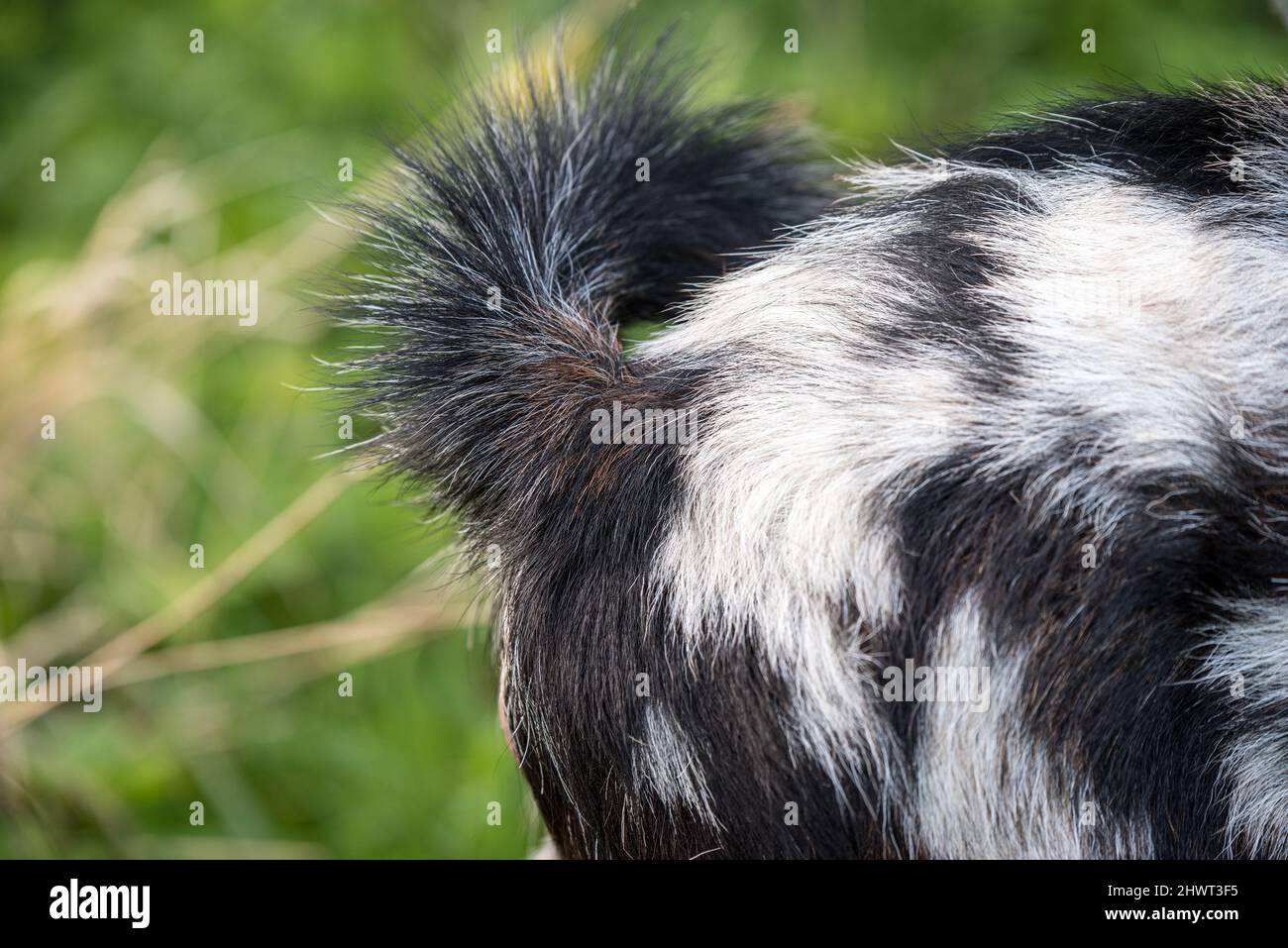 Flauschiger Schwanz auf einem braunen mit Flecken Ziege Stockfoto