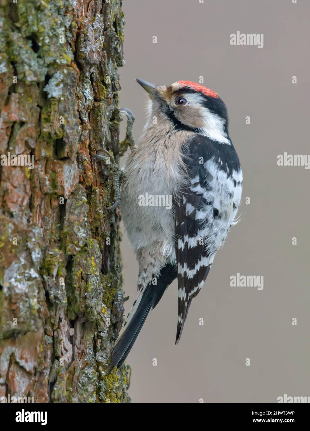 Männlicher Zwergspecht (Dryobates minor), der eine Rinde eines großen Baumes auf Nahrung untersucht Stockfoto