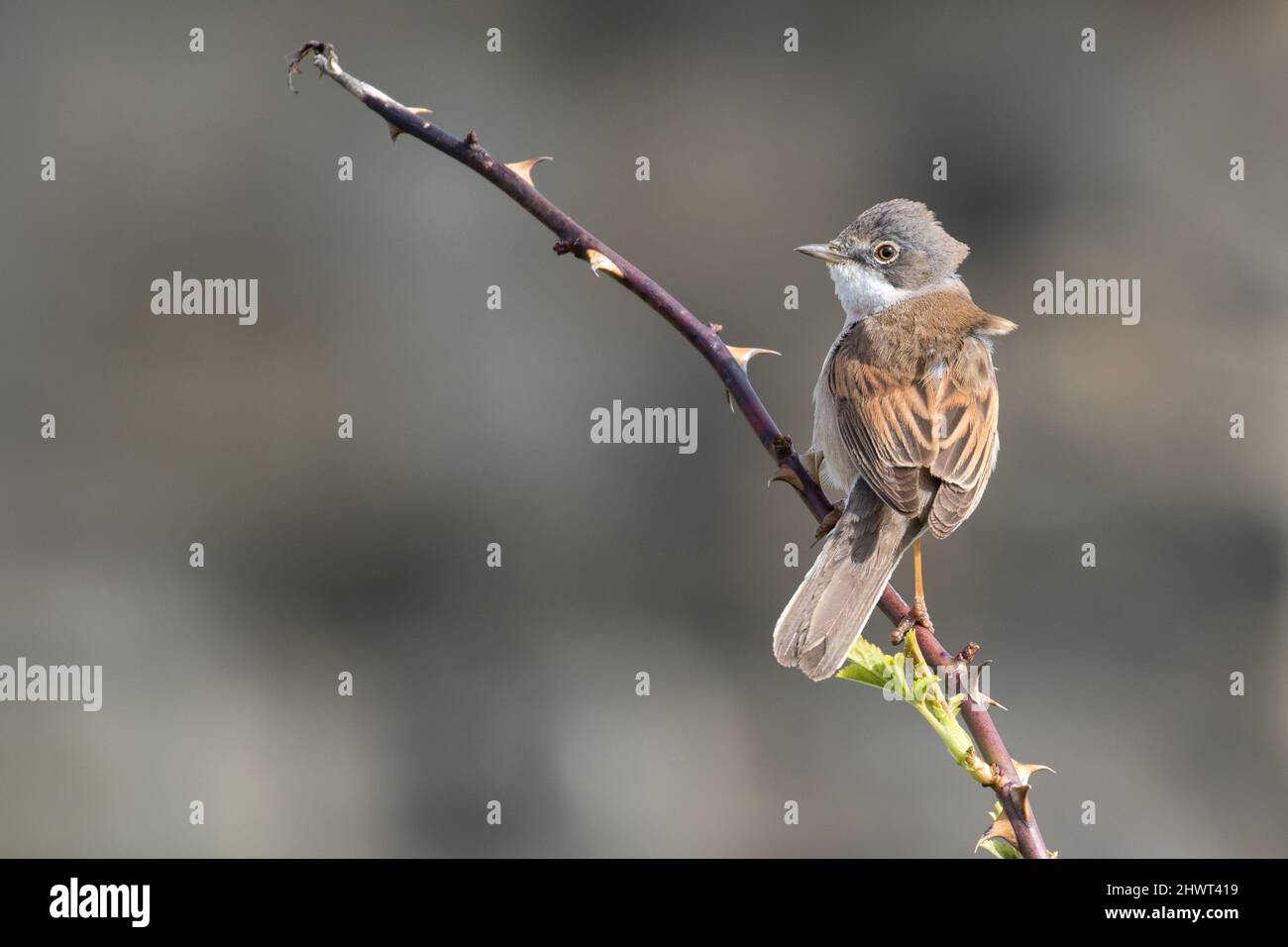 Whitethroat (Allgemein) Stockfoto