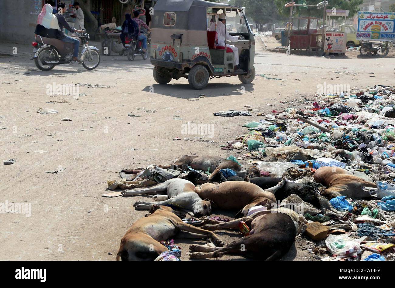 DMC-Mitarbeiter, die tote Hunde auf einer Straße in der Nähe der Eisenbahnstrecke abwerfen, nachdem sie sie während einer Anti-Hunde-Kampagne durch Vergiftungen getötet haben, benötigen die Aufmerksamkeit der betroffenen Abteilung, die sich am Montag, den 07. März 2022 im Gebiet Malir Moinabad in Karachi befindet. Stockfoto