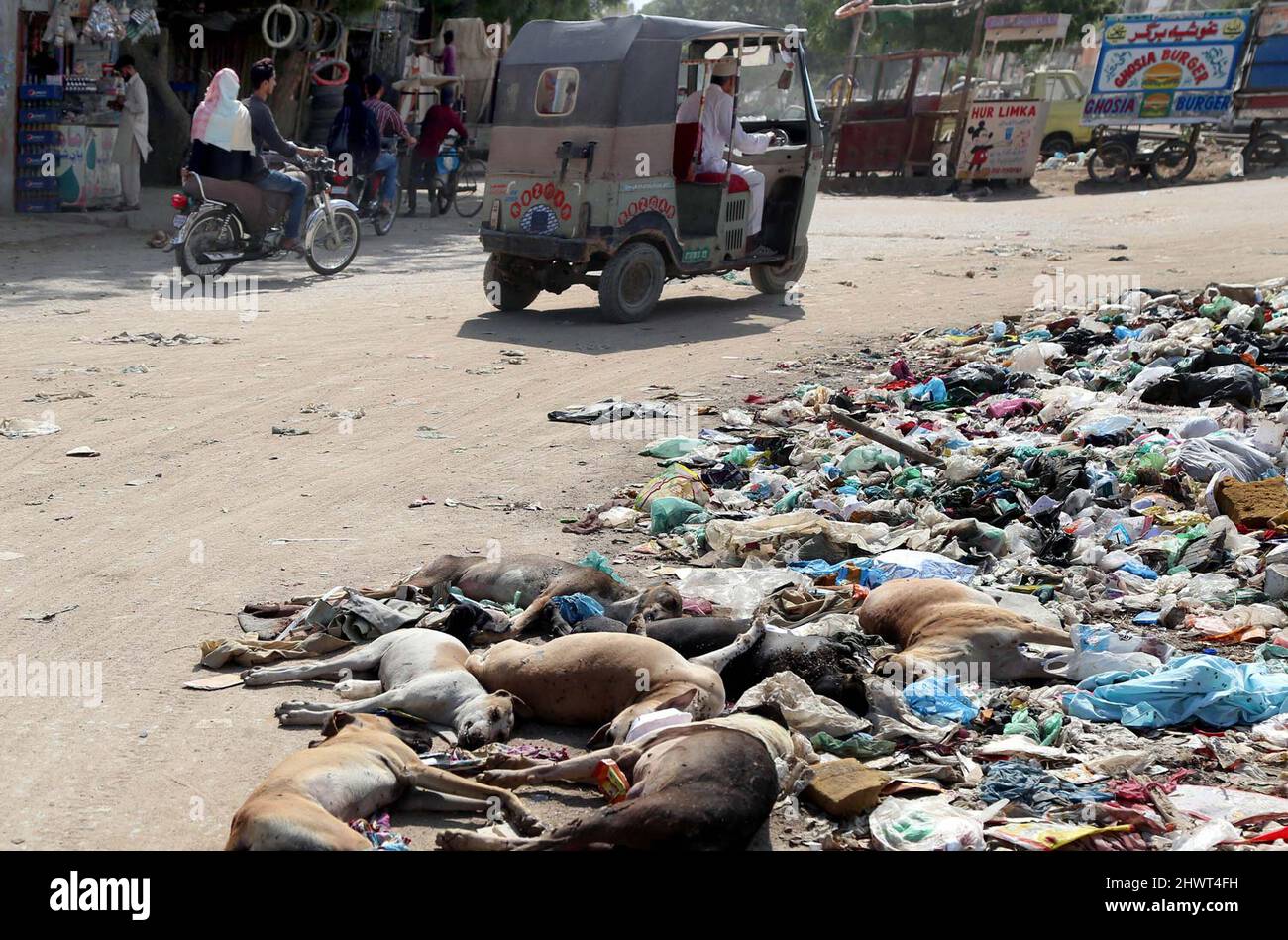 DMC-Mitarbeiter, die tote Hunde auf einer Straße in der Nähe der Eisenbahnstrecke abwerfen, nachdem sie sie während einer Anti-Hunde-Kampagne durch Vergiftungen getötet haben, benötigen die Aufmerksamkeit der betroffenen Abteilung, die sich am Montag, den 07. März 2022 im Gebiet Malir Moinabad in Karachi befindet. Stockfoto