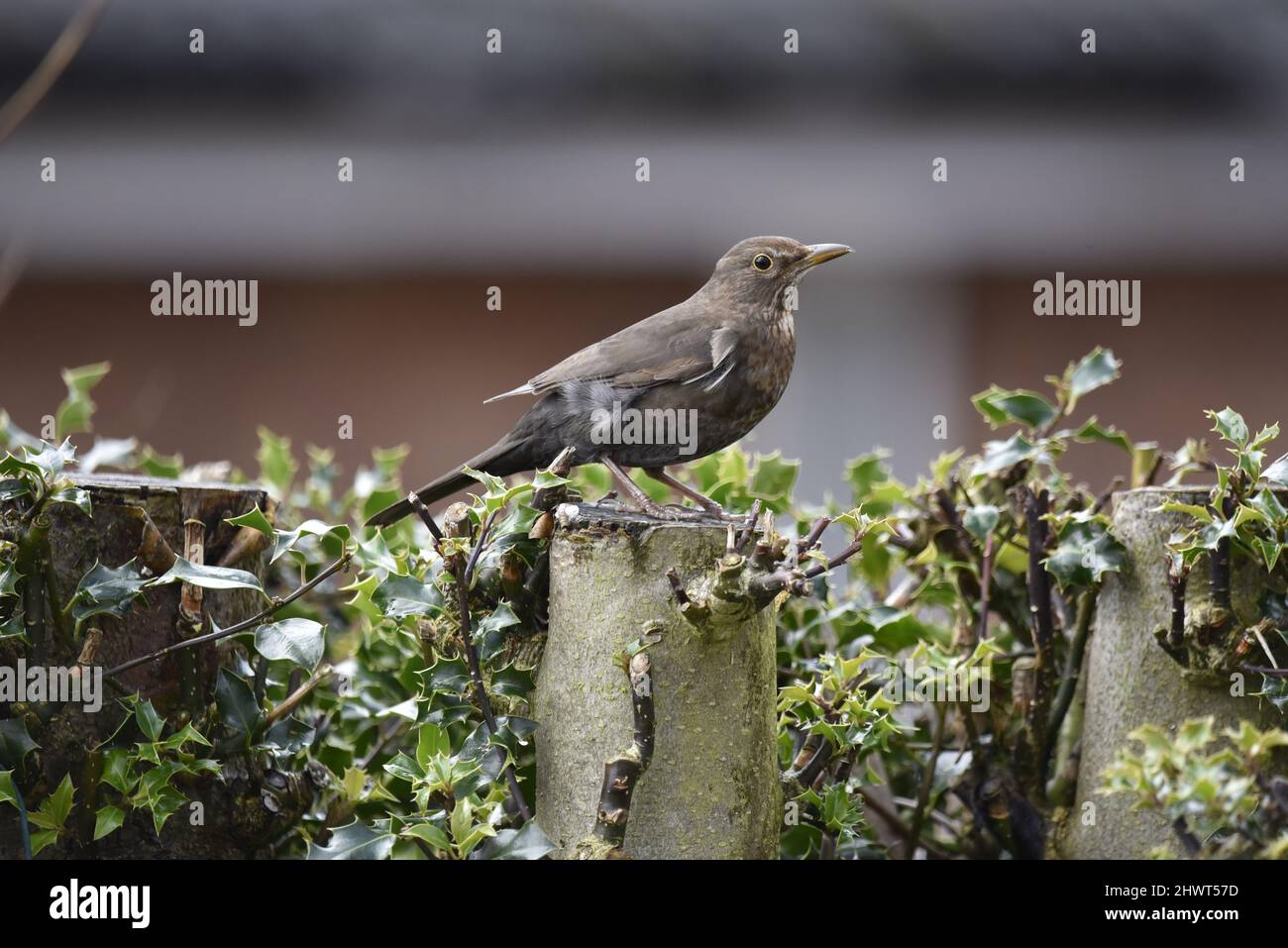 Rechtes Profil, Nahaufnahme eines weiblichen Amsel (Turdus merula), der im Frühjahr auf einem Baumstumpf in einem Garten in England thront Stockfoto