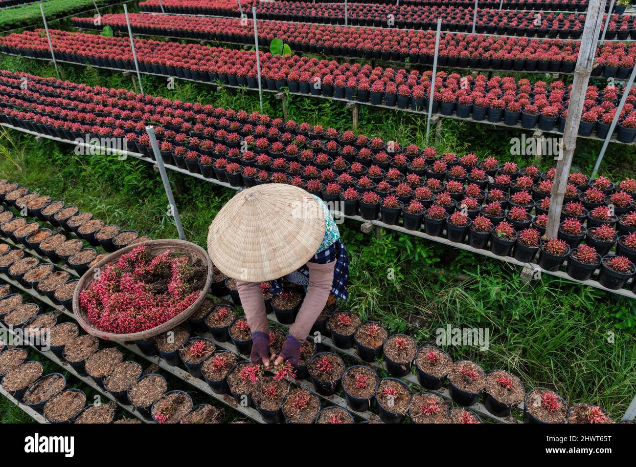 In der Stadt Sa Dec, Provinz Dong Thap, Vietnam, ernten Menschen Blumen Stockfoto